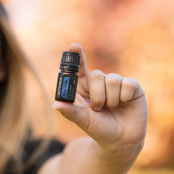 Blue Tansy Oil  Tanacetum annuum